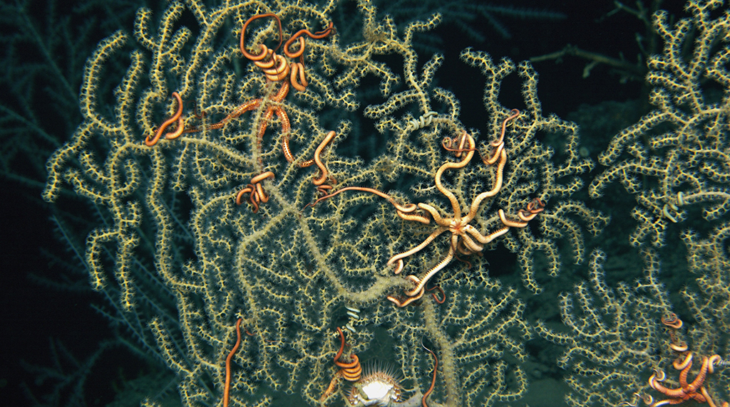 Study suggests brittle stars limited Deepwater Horizon impacts on deep sea corals